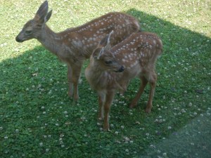 blacktail fawn twins deer, garden Victoria, Vancouver Island, BC, Pacific Northwest