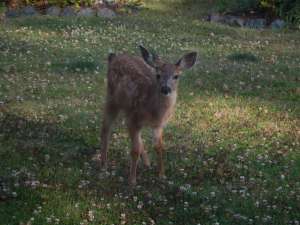 blacktail fawn deer garden Victoria, Vancouver Island, BC, Pacific Northwest