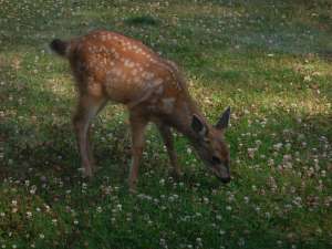 blacktail fawn deer garden Victoria, Vancouver Island, BC, Pacific Northwest