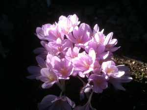 colchicum in bloom