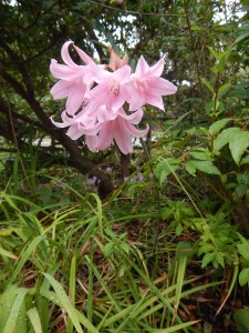Amaryllis belladonna , Madonna Lily, Jersey Lily, Amaryllis rosea, Brunsvigia rosea,, garden Victoria, Vancouver Island, BC, Pacific Northwest