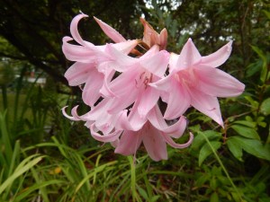 Amaryllis belladonna , Madonna Lily, Jersey Lily, Amaryllis rosea, Brunsvigia rosea,, garden Victoria, Vancouver Island, BC, Pacific Northwest