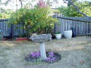 birdbath 2006 09