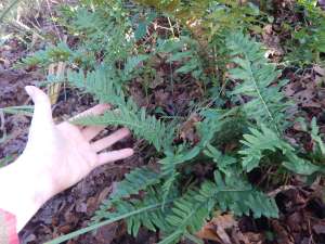Licorice fern, Polypodium glycyrrhiza,Polypodium occidentale, Polypodium vulgare subsp. occidentale, many footed fern, sweet root, , garden Victoria, Vancouver Island, BC, Pacific Northwest