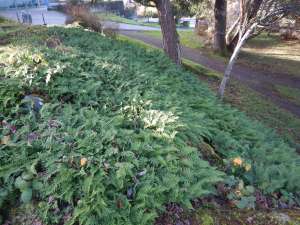 Licorice fern, Polypodium glycyrrhiza,Polypodium occidentale, Polypodium vulgare subsp. occidentale, many footed fern, sweet root, , garden Victoria, Vancouver Island, BC, Pacific Northwest