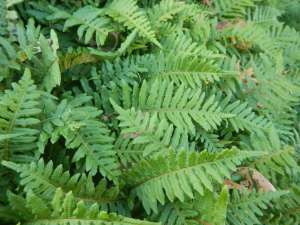Licorice fern, Polypodium glycyrrhiza,Polypodium occidentale, Polypodium vulgare subsp. occidentale, many footed fern, sweet root, , garden Victoria, Vancouver Island, BC, Pacific Northwest