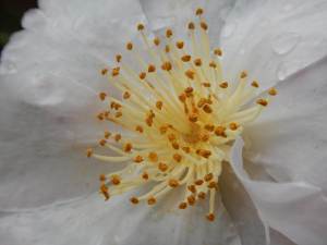 Camellia japonica apple blossom, Joy Sander, Camellia sasanqua,, garden Victoria, Vancouver Island, BC, Pacific Northwest