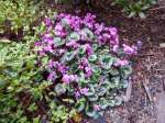 hardy cyclamen coum, persian violet, eastern sowbread, round-leaf cyclamen, C. coum, Cyclamen orbiculatum, garden Victoria, Vancouver Island, BC, Pacific Northwest