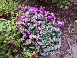 hardy cyclamen coum, persian violet, eastern sowbread, round-leaf cyclamen, C. coum, Cyclamen orbiculatum, garden Victoria, Vancouver Island, BC, Pacific Northwest