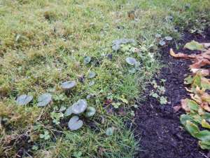 hardy cyclamen coum, persian violet, eastern sowbread, round-leaf cyclamen,C. coum garden Victoria, Vancouver Island, BC, Pacific Northwest