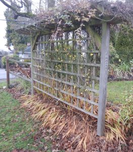winter jasmine, winter-flowered jasmine, jasminum nudifolium, Jasminum sieboldianum, garden Victoria, Vancouver Island, BC, Pacific Northwest