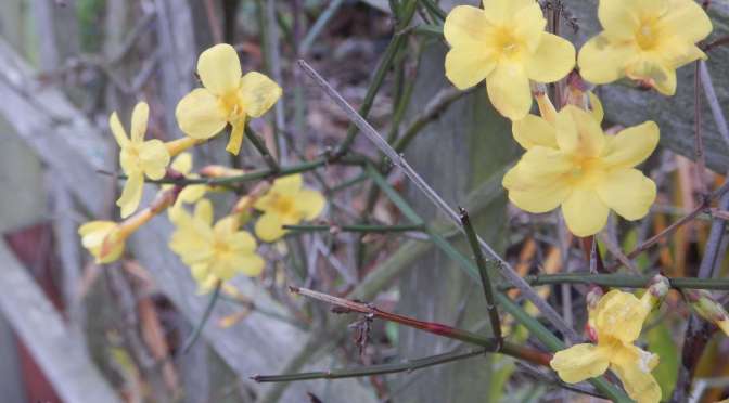 winter jasmine, winter-flowered jasmine, jasminum nudifolium, Jasminum sieboldianum, garden Victoria, Vancouver Island, BC, Pacific Northwest