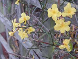 winter jasmine, winter-flowered jasmine, jasminum nudifolium, Jasminum sieboldianum, garden Victoria, Vancouver Island, BC, Pacific Northwest