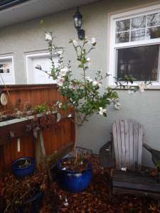 Camellia japonica apple blossom, Joy Sander, Camellia sasanqua,, garden Victoria, Vancouver Island, BC, Pacific Northwest