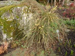 winter jasmine, garden Victoria BC Pacific Northwest