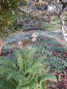 hardy cyclamen, persian violet, , ivy-leaved cyclamen or sowbread, garden Victoria, Vancouver Island, BC, Pacific Northwest