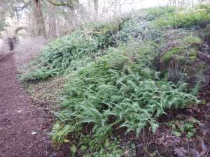 Licorice fern, Polypodium glycyrrhiza,Polypodium occidentale, Polypodium vulgare subsp. occidentale, many footed fern, sweet root, , garden Victoria, Vancouver Island, BC, Pacific Northwest