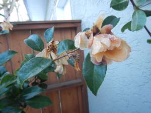 Camellia japonica apple blossom, Joy Sander, Camellia sasanqua,, garden Victoria, Vancouver Island, BC, Pacific Northwest