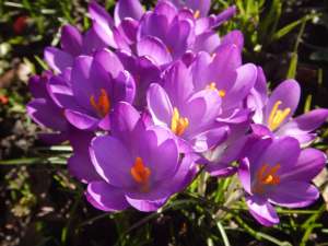 snow crocus, woodland crocus, early crocus, summit park, crocus, garden Victoria, Vancouver Island, BC Pacific Northwest
