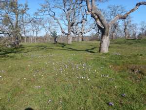 summit park, crocus, garden Victoria, Vancouver Island, BC Pacific Northwest