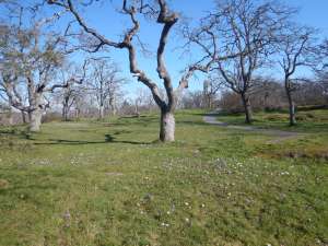 snow crocus, woodland crocus, early crocus, summit park, crocus, garden Victoria, Vancouver Island, BC Pacific Northwest