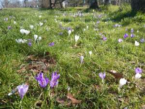 snow crocus, woodland crocus, early crocus, summit park, crocus, garden Victoria, Vancouver Island, BC Pacific Northwestsummit park, crocus, garden Victoria, Vancouver Island, BC Pacific Northwest