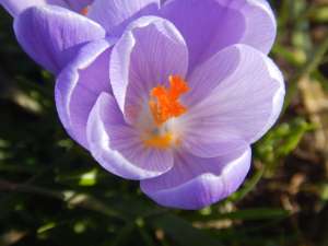 summit park, crocus, garden Victoria, Vancouver Island, BC Pacific Northwest