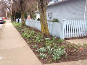 galanthus, snowdrops, garden Victoria BC Pacific Northwest