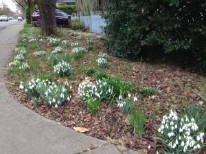 galanthus, snowdrops, garden Victoria BC Pacific Northwest