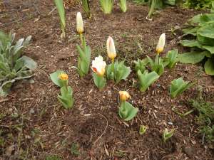 species tulips - browsed by deer,