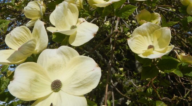 Canada’s Dogwood Tree