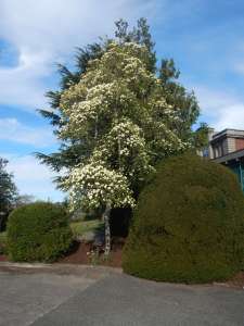 Dogwood Eddie's White Wonder tree in bloom, Cornus controversa 'Eddie's White Wonder' Cornus nuttallii 'Eddies White Wonder', garden Victoria, Vancouver Island, BC Pacific Northwest