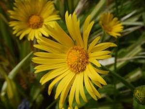 Doronicum, Caucasian Leopard's Bane, Great Leopard's Bane, Plantain Leopard's Bane, leopard's-bane, garden Victoria, Vancouver Island, BC Pacific Northwest