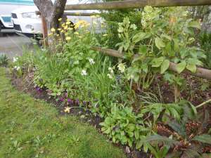 Doronicum, Caucasian Leopard's Bane, Great Leopard's Bane, Plantain Leopard's Bane, leopard's-bane, garden Victoria, Vancouver Island, BC Pacific Northwest