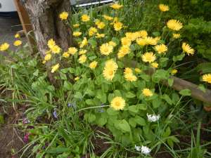 Doronicum, Caucasian Leopard's Bane, Great Leopard's Bane, Plantain Leopard's Bane, leopard's-bane, garden Victoria, Vancouver Island, BC Pacific Northwest