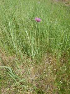 Tragopogon porrifolius, common salsify, purple salsify, oyster plant, vegetable oyster, Jerusalem star, Jack go to bed, goatsbeard,