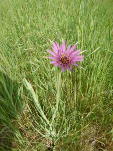 Tragopogon porrifolius, common salsify, purple salsify, oyster plant, vegetable oyster, Jerusalem star, Jack go to bed, goatsbeard,