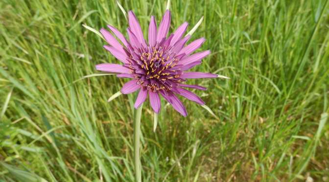 Purple Salsify