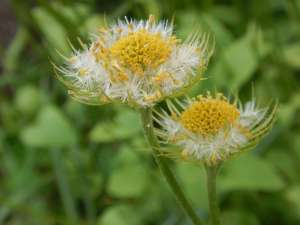 Doronicum, Caucasian Leopard's Bane, Great Leopard's Bane, Plantain Leopard's Bane, leopard's-bane, garden Victoria, Vancouver Island, BC Pacific Northwest