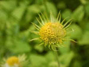 Doronicum, Caucasian Leopard's Bane, Great Leopard's Bane, Plantain Leopard's Bane, leopard's-bane, garden Victoria, Vancouver Island, BC Pacific Northwest
