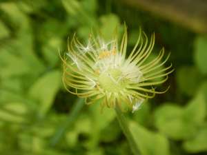 Doronicum, Caucasian Leopard's Bane, Great Leopard's Bane, Plantain Leopard's Bane, leopard's-bane, garden Victoria, Vancouver Island, BC Pacific Northwest
