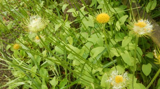 Leopard’s Bane Through Four Seasons