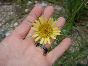 Tragopogon dubius, yellow salsify, western salsify, wild oysterplant wester goat's-beard, goatsbeard, common salsify, Tragopogon major
