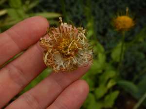 Doronicum, Caucasian Leopard's Bane, Great Leopard's Bane, Plantain Leopard's Bane, leopard's-bane, garden Victoria, Vancouver Island, BC Pacific Northwest