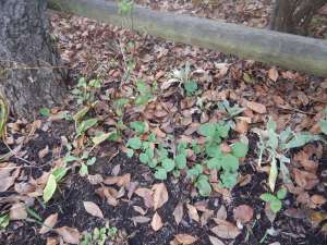 Doronicum, Caucasian Leopard's Bane, Great Leopard's Bane, Plantain Leopard's Bane, leopard's-bane, garden Victoria, Vancouver Island, BC Pacific Northwest