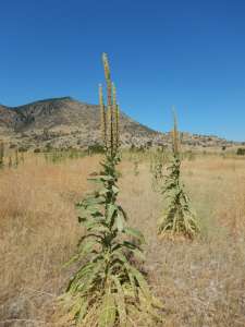 verbascum thapsus, great mullein, common mullein, cowboy toilet paper, wooly mullein, velvet dock, moses blanket, feltwort, Aaron's rod, Sheppard's club, garden Victoria BC Pacific Northwest