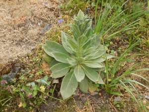 verbascum thapsus, great mullein, common mullein, cowboy toilet paper, wooly mullein, velvet dock, moses blanket, feltwort, Aaron's rod, Sheppard's club, garden Victoria BC Pacific Northwest
