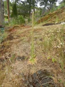 verbascum thapsus, great mullein, common mullein, cowboy toilet paper, wooly mullein, velvet dock, moses blanket, feltwort, Aaron's rod, Sheppard's club, garden Victoria BC Pacific Northwest