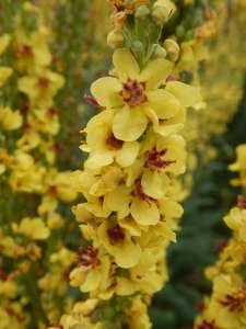 verbascum, garden Victoria BC Pacific Northwest