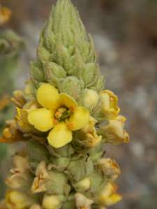 verbascum thapsus, great mullein, common mullein, cowboy toilet paper, wooly mullein, velvet dock, moses blanket, feltwort, Aaron's rod, Sheppard's club, garden Victoria BC Pacific Northwest